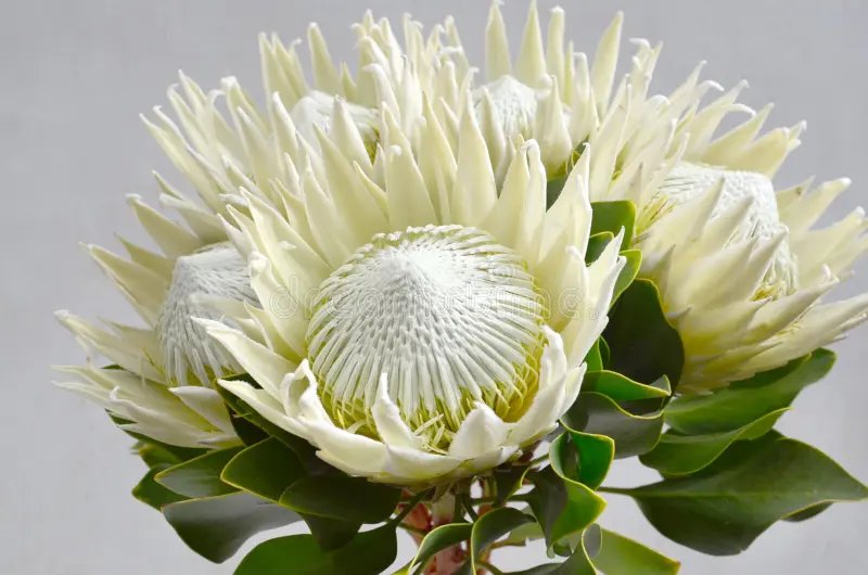 Protea blanc